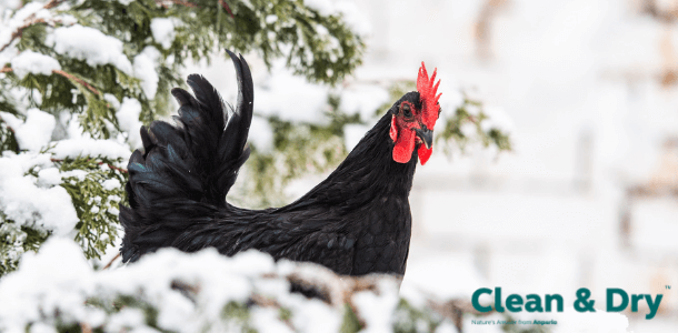 Hot Topic: How to Prepare Your Chicken Coop for Winter